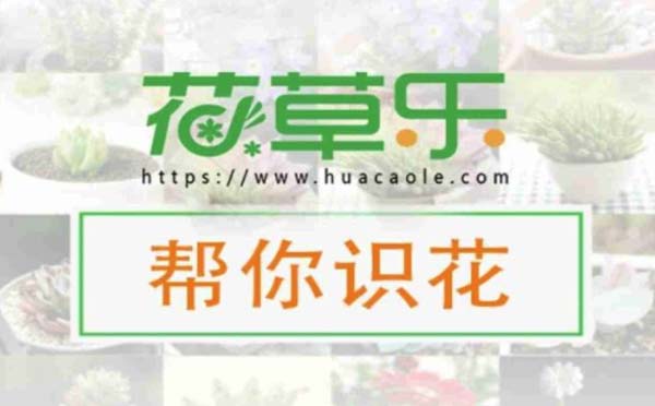 幫你識(shí)花小程序,智能識(shí)別花草_智能小程序測(cè)評(píng)
